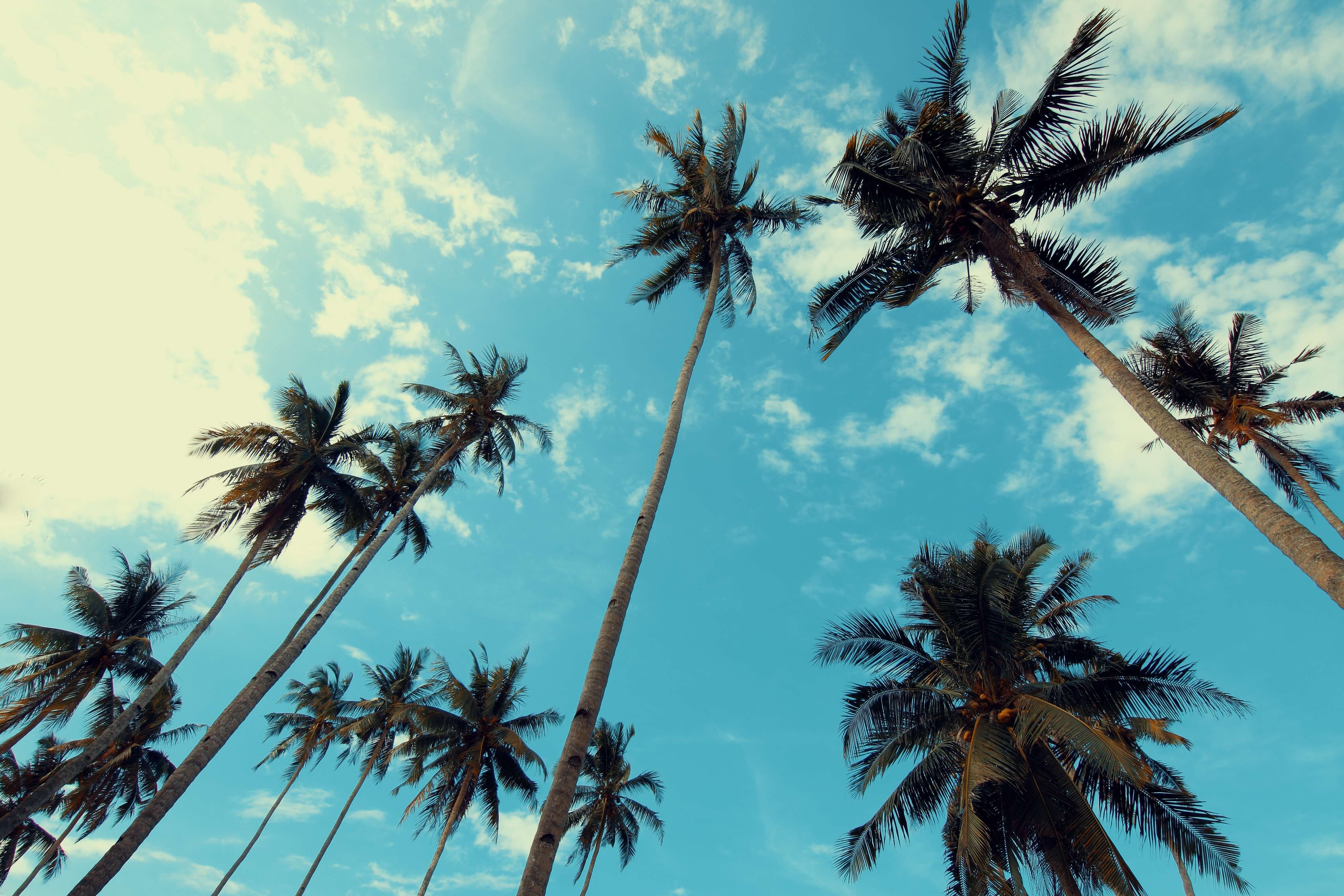 Coconut Trees Low Angle Shot Palm Trees 1260820 Gen Y Planning